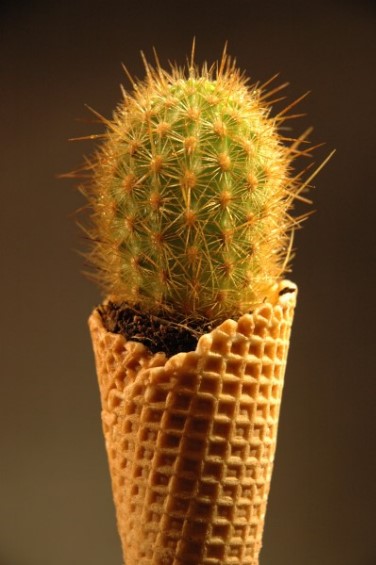 Kaktus007.jpg